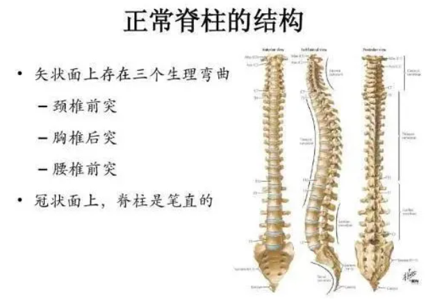 正常的脊柱結構